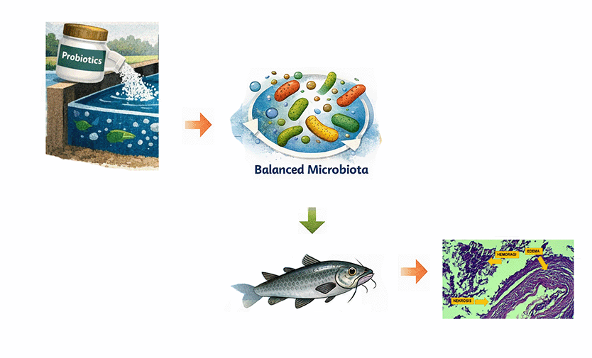 Probiotics